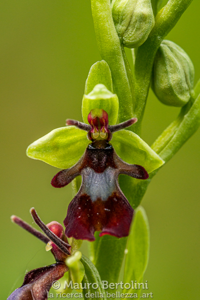 Ophrys insectifera