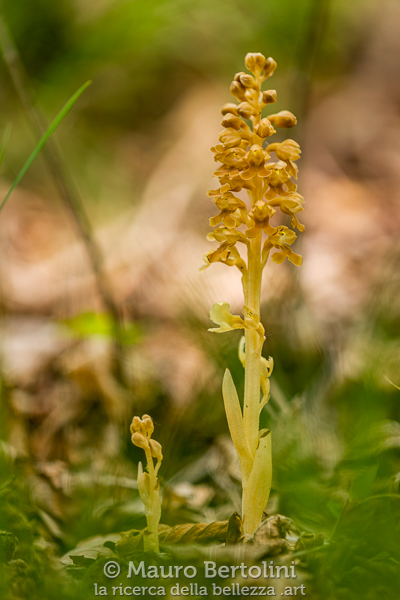 Neottia nidus-avis (Nido d'uccello, orchidea spontanea)
Provincia di Lecco, Italia

Sony A7 III + Tamron SP 180mm f/3.5 Di LD Macro

Codice: 22.SA.5308