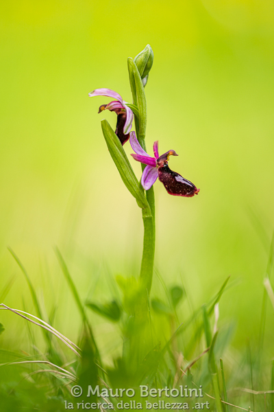Ophrys