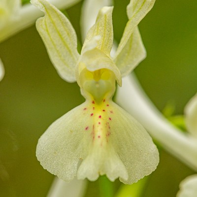 Orchis provincialis