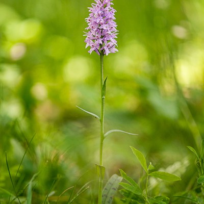 Dactylorhiza maculata ssp.&nbsp;fuchsii