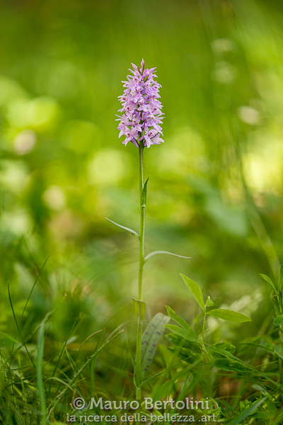 Dactylorhiza maculata ssp.&nbsp;fuchsii