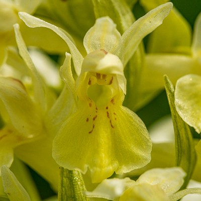 Dactylorhiza sambucina