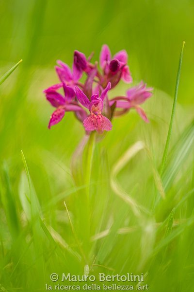 Dactylorhiza