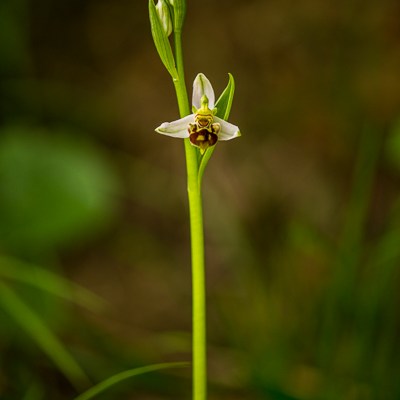 Ophrys apifera