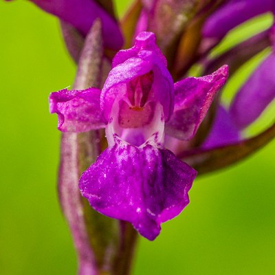Dactylorhiza lapponica