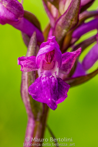Dactylorhiza lapponica