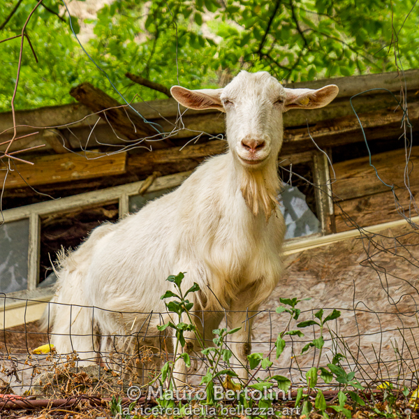 Agriturismo B&B Il Pradicciolo, la capra Bianchina
Castelnuovo di Garfagnana, Lucca, Italia

Panasonic Lumix LX100 II

Codice: 22.PA.2942