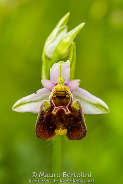 Ophrys holosericea ssp.&nbsp;holosericea