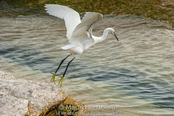 Allegro, tema di Sirmione Photo Marathon 2022
Sirmione, Brescia, Italia

Sony A7 III + Canon EF 70-200mm f/4L IS USM

Codice: 22.SA.6501