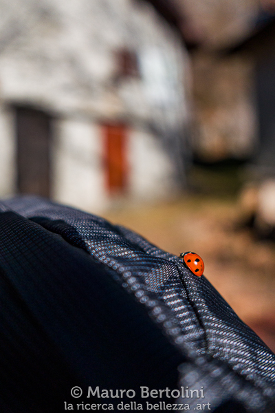 Coccinella sul mio zaino immortalata durante una breve sosta lungo il sentiero per il Sasso San Martino
Griante, Como, Italia

Panasonic Lumix LX100 II

Codice: 23.PA.3337