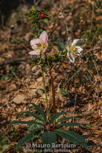 Fiori di Elleboro (Helleborus niger) abbinati a bacche di Pungitopo (Ruscus aculeatus)
Griante, Como, Italia

Sony A7 III + Canon EF 70-200mm f/4L IS USM

Codice: 23.SA.7063