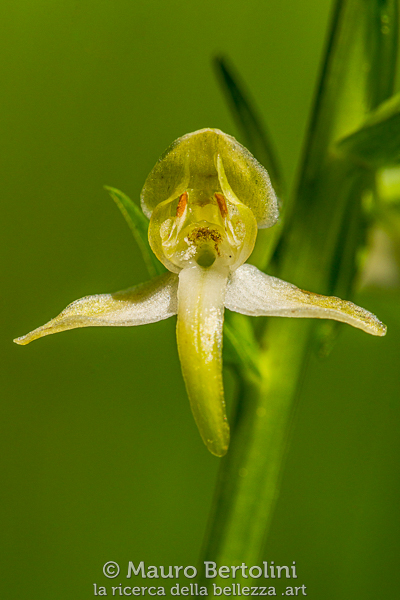 Platanthera chlorantha