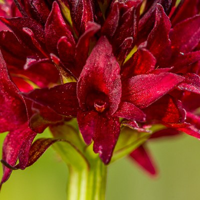 Nigritella rhellicani