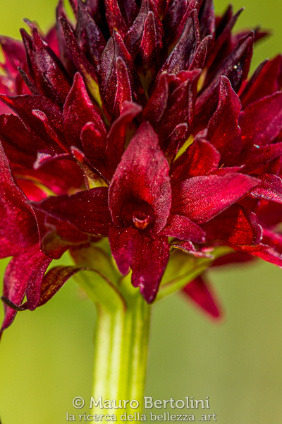 Nigritella rhellicani