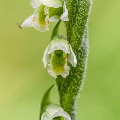 Spiranthes spiralis