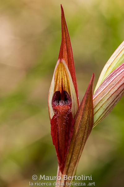 Serapias vomeracea