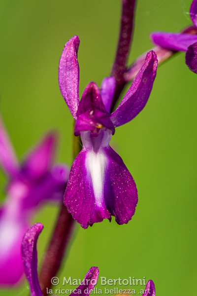 Anacamptis laxiflora