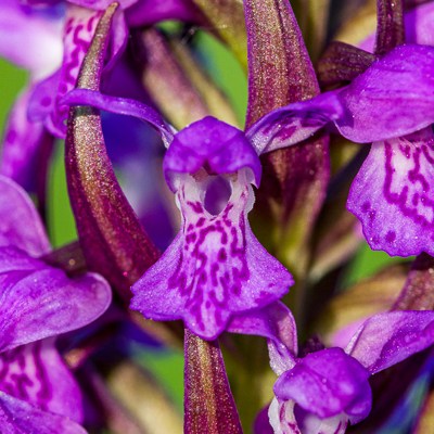 Dactylorhiza incarnata