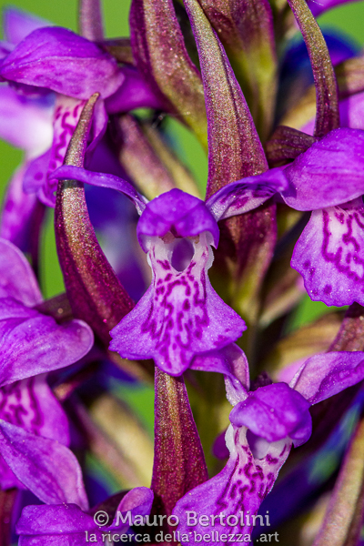 Dactylorhiza incarnata