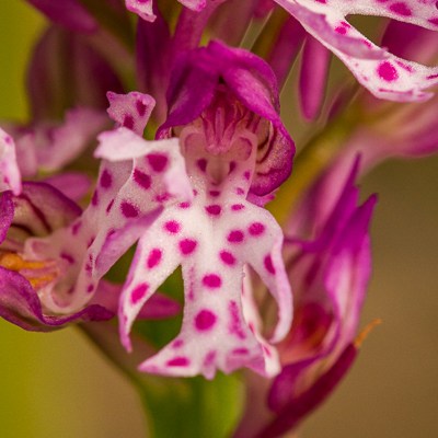 Neotinea ×dietrichiana