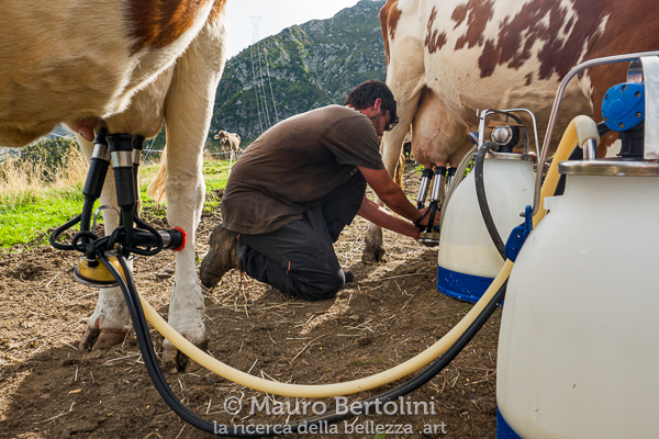 Mungitura presso l'Alpe di Trona Soliva Val Gerola, Sondrio, Italia Panasonic Lumix LX100 II Codice: 23.PA.3692