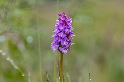 Orchidee spontanee (Islanda)