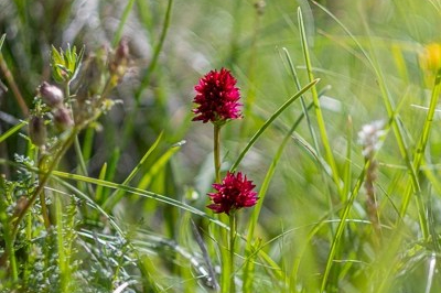 Orchidee spontanee (Dolomiti)