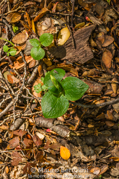 Codonorchis lessonii (Palomita, orchidea spontanea)
Lago Argentino, Santa Cruz, Argentina
Sony A7 III + Canon EF 70-200mm f/4L IS USM
Codice: 23.SA.8246