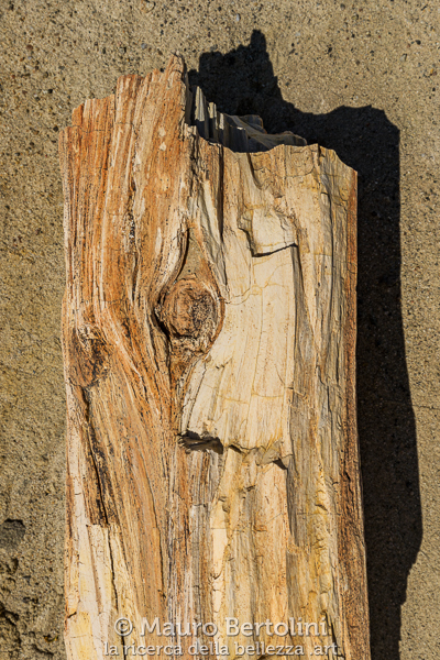 Tronco pietrificato presso il Bosque Petrificado La Leona
Santa Cruz, Argentina

Sony A7 III + Canon EF 16-35mm f/4L IS USM

Codice: 23.SA.8380