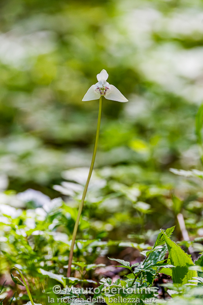 Codonorchis lessonii (Palomita, orchidea spontanea)
El Chalten, Santa Cruz, Argentina
Sony A7 III + Sony FE 200-600mm f/5.6-6.3 G OSS
Codice: 23.SB.2864