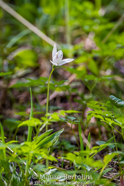 Codonorchis lessonii (Palomita, orchidea spontanea)
El Chalten, Santa Cruz, Argentina
Sony A7 III + Sony FE 200-600mm f/5.6-6.3 G OSS
Codice: 23.SB.2869