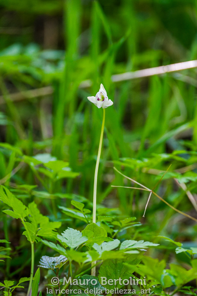 Codonorchis lessonii (Palomita, orchidea spontanea)
El Chalten, Santa Cruz, Argentina
Sony A7 III + Sony FE 200-600mm f/5.6-6.3 G OSS
Codice: 23.SB.2873