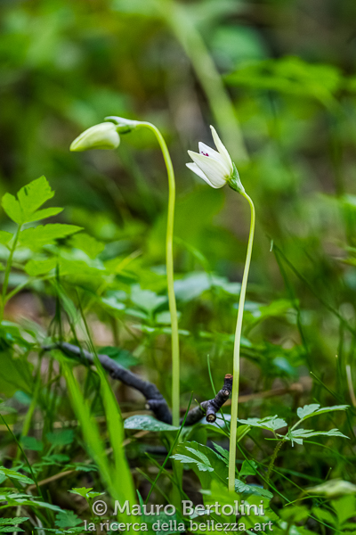 Codonorchis lessonii (Palomita, orchidea spontanea)
El Chalten, Santa Cruz, Argentina
Sony A7 III + Sony FE 200-600mm f/5.6-6.3 G OSS
Codice: 23.SB.2875