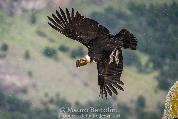Vultur gryphus (Cóndor Andino)
El Chalten, Santa Cruz, Argentina

Sony A7 III + Sony FE 200-600mm f/5.6-6.3 G OSS

Codice: 23.SB.3218