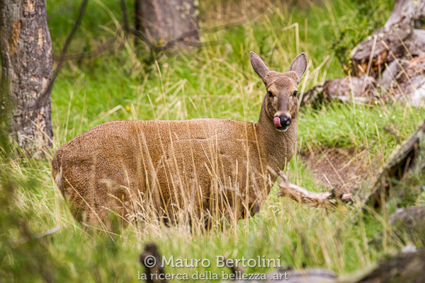 Hippocamelus bisulcus (Huemul)
El Chaltén, Santa Cruz, Argentina

Sony A7 III + Sony FE 200-600mm f/5.6-6.3 G OSS

Codice: 23.SB.3263