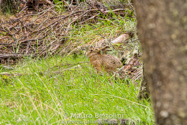 Lepre in un bosco di Nothofagus
El Chaltén, Santa Cruz, Argentina

Sony A7 III + Sony FE 200-600mm f/5.6-6.3 G OSS

Codice: 23.SB.3301