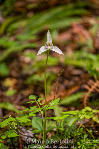 Codonorchis