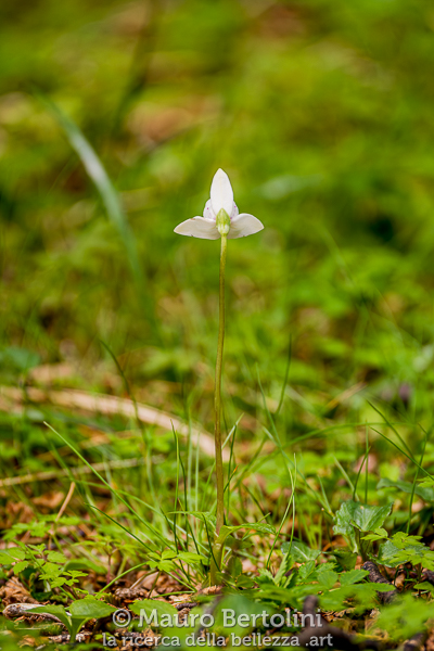 Codonorchis lessonii (Palomita, orchidea spontanea)
El Chalten, Santa Cruz, Argentina
Sony A7 III + Sony FE 200-600mm f/5.6-6.3 G OSS
Codice: 23.SB.3436