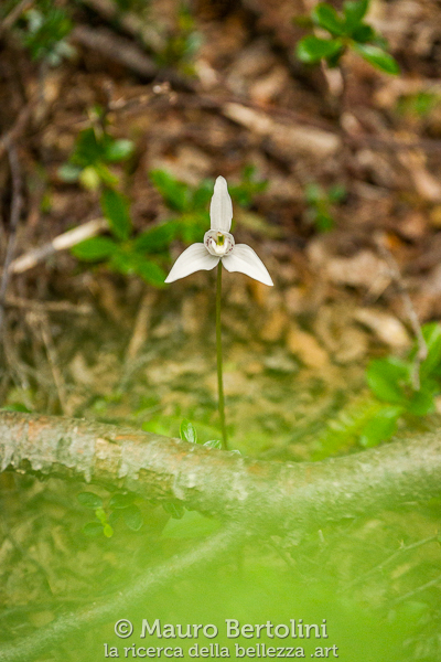 Codonorchis lessonii (Palomita, orchidea spontanea)
Lago Argentino, Santa Cruz, Argentina
Sony A7 III + Sony FE 200-600mm f/5.6-6.3 G OSS
Codice: 23.SB.3699