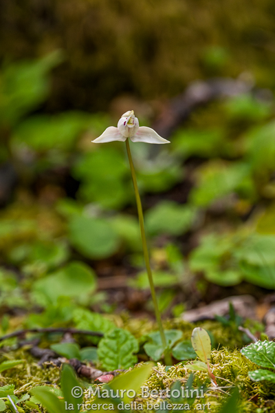 Codonorchis lessonii (Palomita, orchidea spontanea)
Lago Argentino, Santa Cruz, Argentina
Sony A7 III + Sony FE 200-600mm f/5.6-6.3 G OSS
Codice: 23.SB.3709