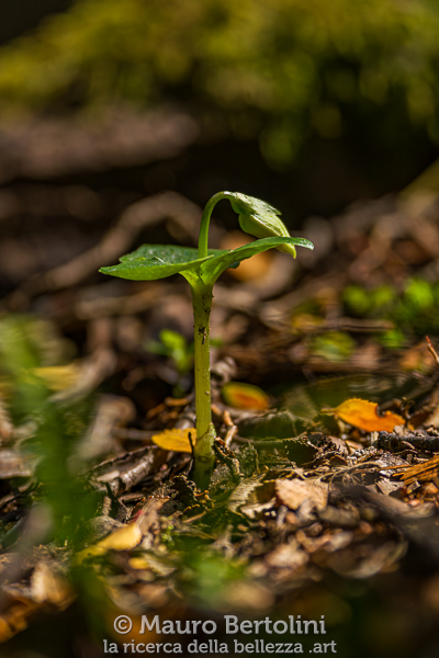 Codonorchis lessonii (Palomita, orchidea spontanea)
Lago Argentino, Santa Cruz, Argentina
Sony A7 III + Sony FE 200-600mm f/5.6-6.3 G OSS
Codice: 23.SB.3712