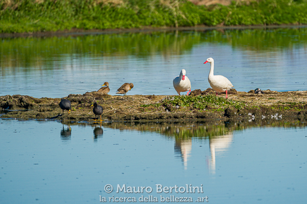 Fulica armillata (Focha de Ligas), Anas georgica (Ánade Maicero) e Coscoroba coscoroba (Cisne Coscoroba)
Laguna Nimez, Santa Cruz, Argentina

Sony A7 III + Sony FE 200-600mm f/5.6-6.3 G OSS

Codice: 23.SB.4144
