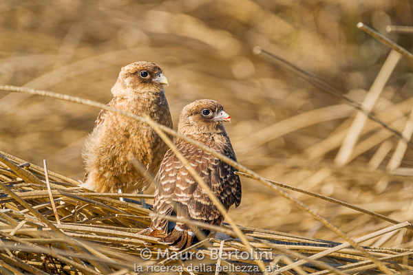 Caracara chimango (Daptrius chimango) Laguna Nimez, Santa Cruz, Argentina Sony A7 III + Sony FE 200-600mm f/5.6-6.3 G OSS Codice: 23.SB.4302
