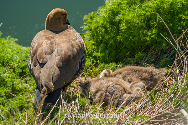 Chloephaga picta (Cauquén Común) Laguna Nimez, Santa Cruz, Argentina Sony A7 III + Sony FE 200-600mm f/5.6-6.3 G OSS Codice: 23.SB.4329