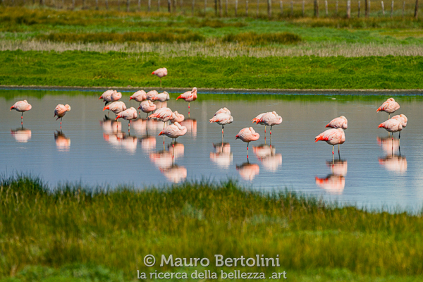 Phoenicopterus chilensis (Flamenco Chileno)
Laguna Nimez, Santa Cruz, Argentina

Sony A7 III + Sony FE 200-600mm f/5.6-6.3 G OSS

Codice: 23.SB.4382