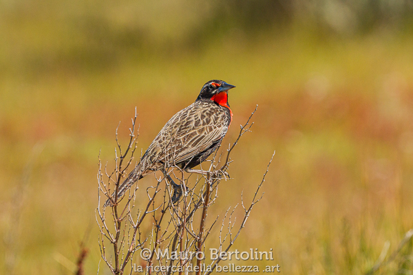 Leistes loyca (Loica Común)
Laguna Nimez, Santa Cruz, Argentina

Sony A7 III + Sony FE 200-600mm f/5.6-6.3 G OSS

Codice: 23.SB.4433