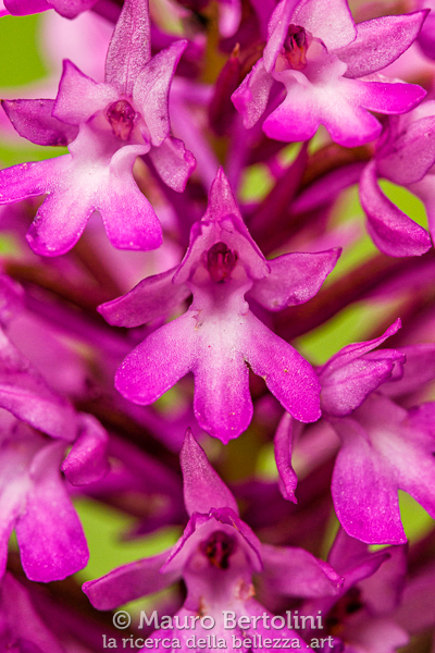 Anacamptis pyramidalis