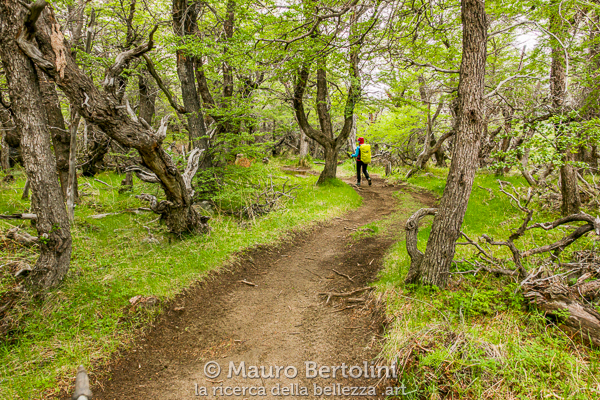 Sentiero per il Lago Eléctrico nel bosco di Nothofagus
El Chaltén, Santa Cruz, Argentina

Panasonic Lumix LX100 II

Codice: 23.PA.4146