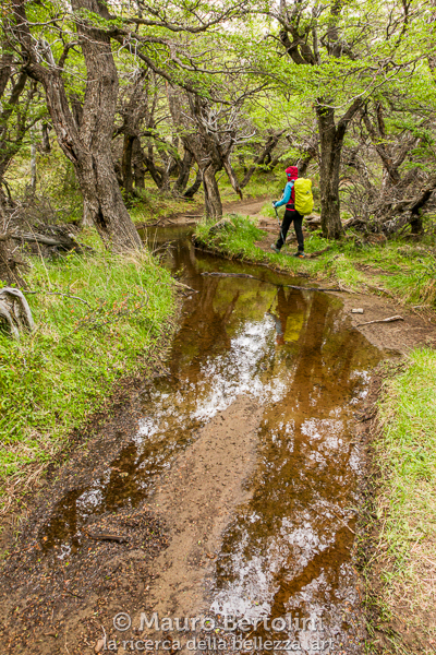 Sentiero allagato in un bosco di Nothofagus con direzione Lago Eléctrico
El Chaltén, Santa Cruz, Argentina

Panasonic Lumix LX100 II

Codice: 23.PA.4148
